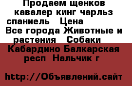 Продаем щенков кавалер кинг чарльз спаниель › Цена ­ 60 000 - Все города Животные и растения » Собаки   . Кабардино-Балкарская респ.,Нальчик г.